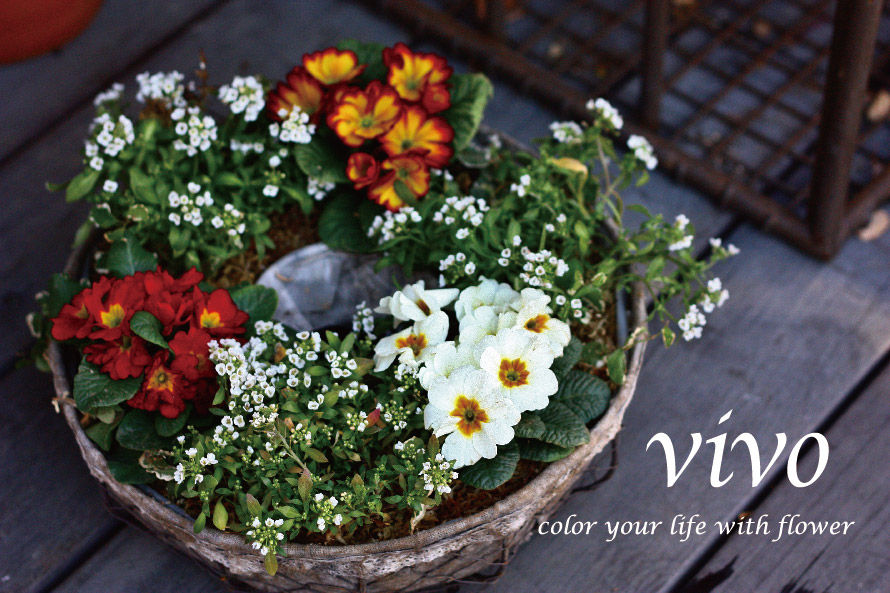 プリムラ寄せ植え Vivoブログ 横浜南の丘スタイルを提案する花と緑の専門店