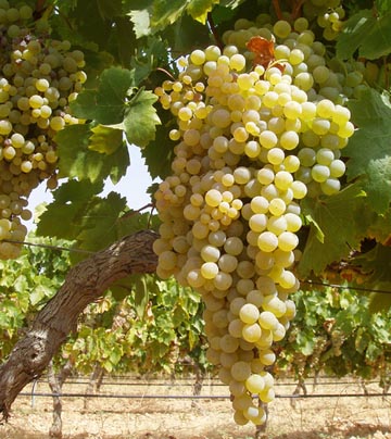 vinagreuva