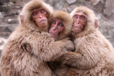 37815__three-adorable-monkey_p