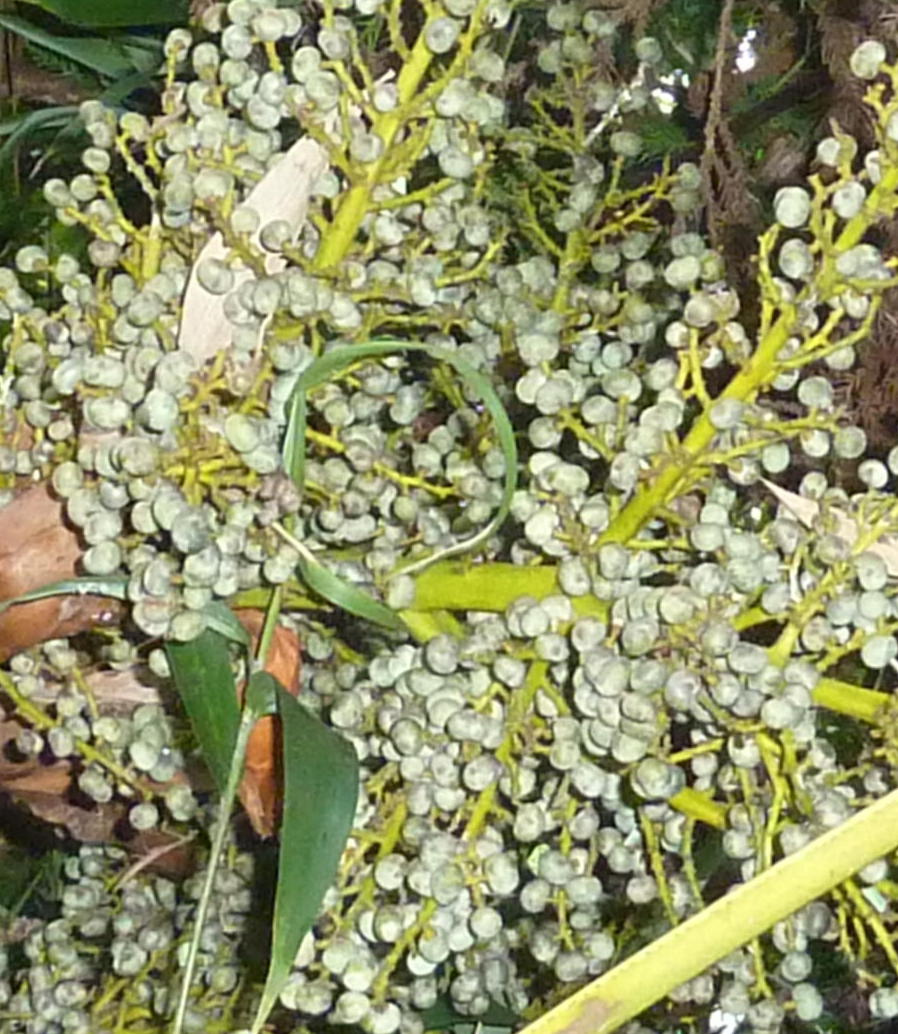 我が家の植物たち ２０５ シュロ その弐 田舎暮らしと黒潮ライフ