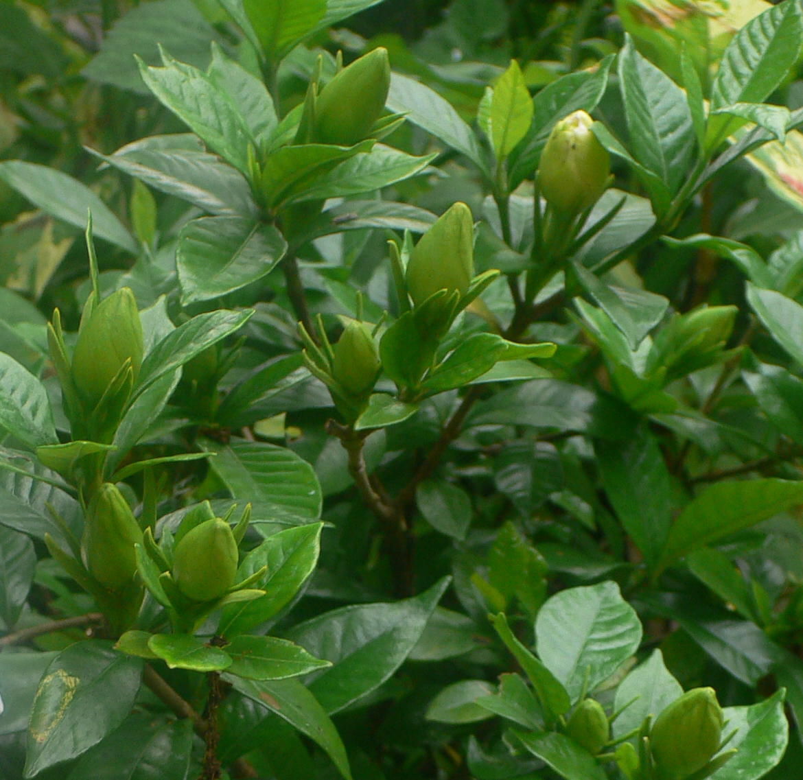 我が家の植物たち 87 ヒメクチナシ 田舎暮らしと黒潮ライフ 我が家の植物たち 87 ヒメクチナシ 田舎暮らしと黒潮ライフ