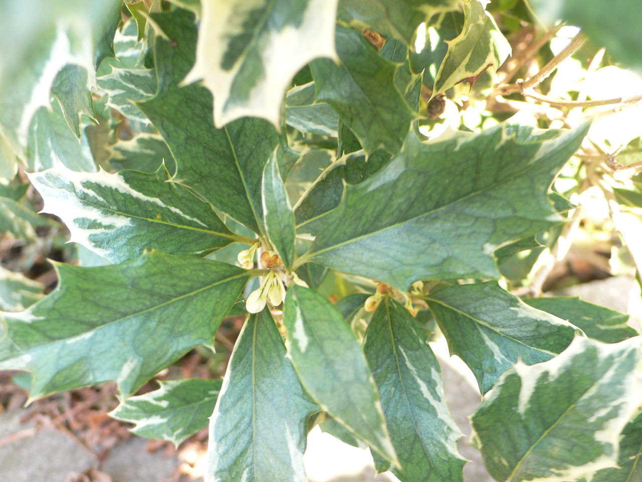 我が家の植物たち 110 フイリヒイラギ 田舎暮らしと黒潮ライフ 我が家の植物たち 110 フイリヒイラギ 田舎暮らしと黒潮ライフ