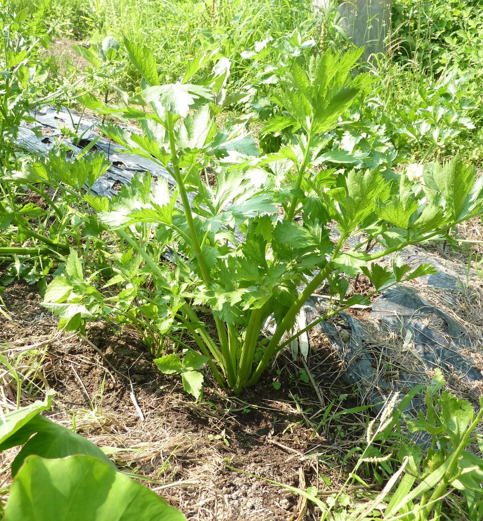 我が家の植物たち ２０８ オランダミツバ セロリ 田舎暮らしと黒潮ライフ