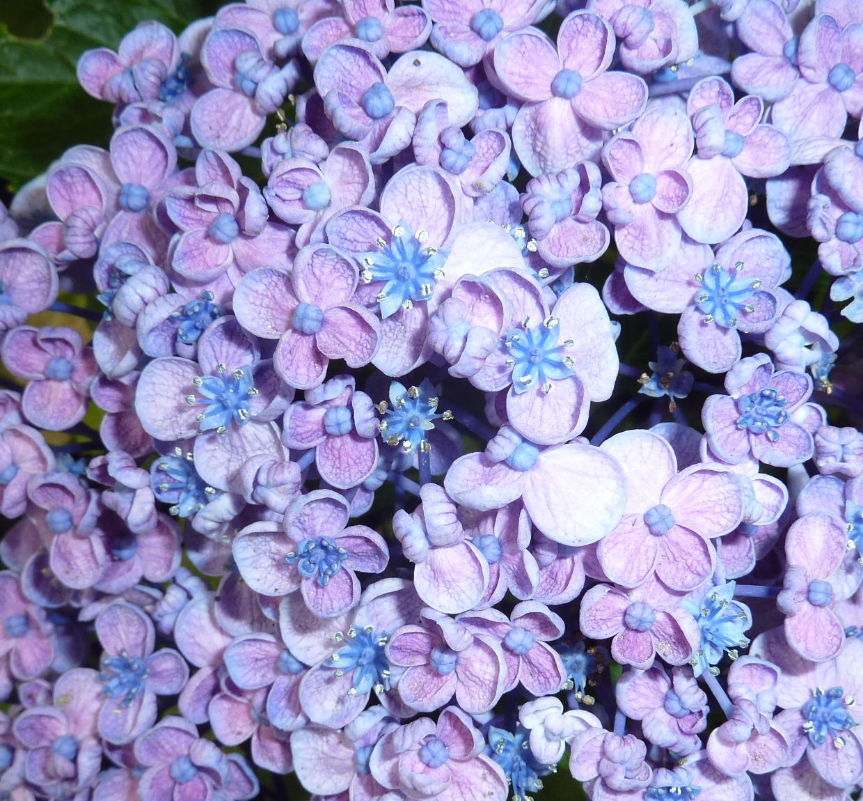 我が家の植物たち １８２ セイヨウアジサイ 田舎暮らしと黒潮ライフ