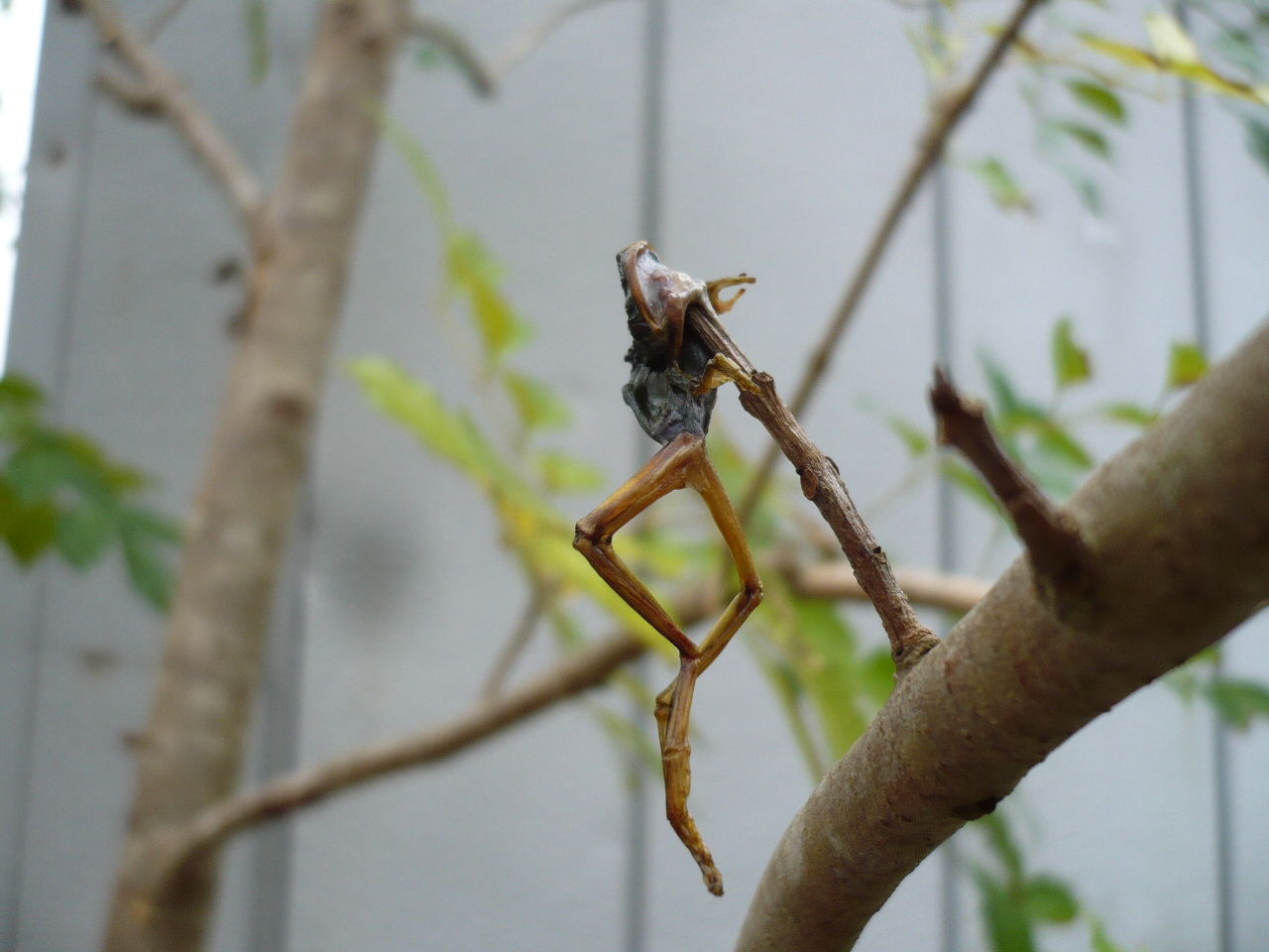 モズのはやにえ 早贄 田舎暮らしと黒潮ライフ