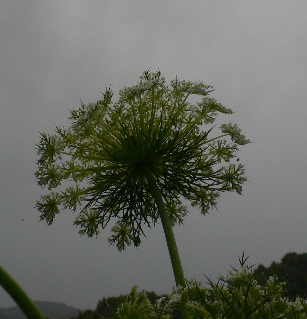 我が家の植物たち 227 ニンジンの花 田舎暮らしと黒潮ライフ 我が家の植物たち 227 ニンジンの花 田舎暮らしと黒潮ライフ