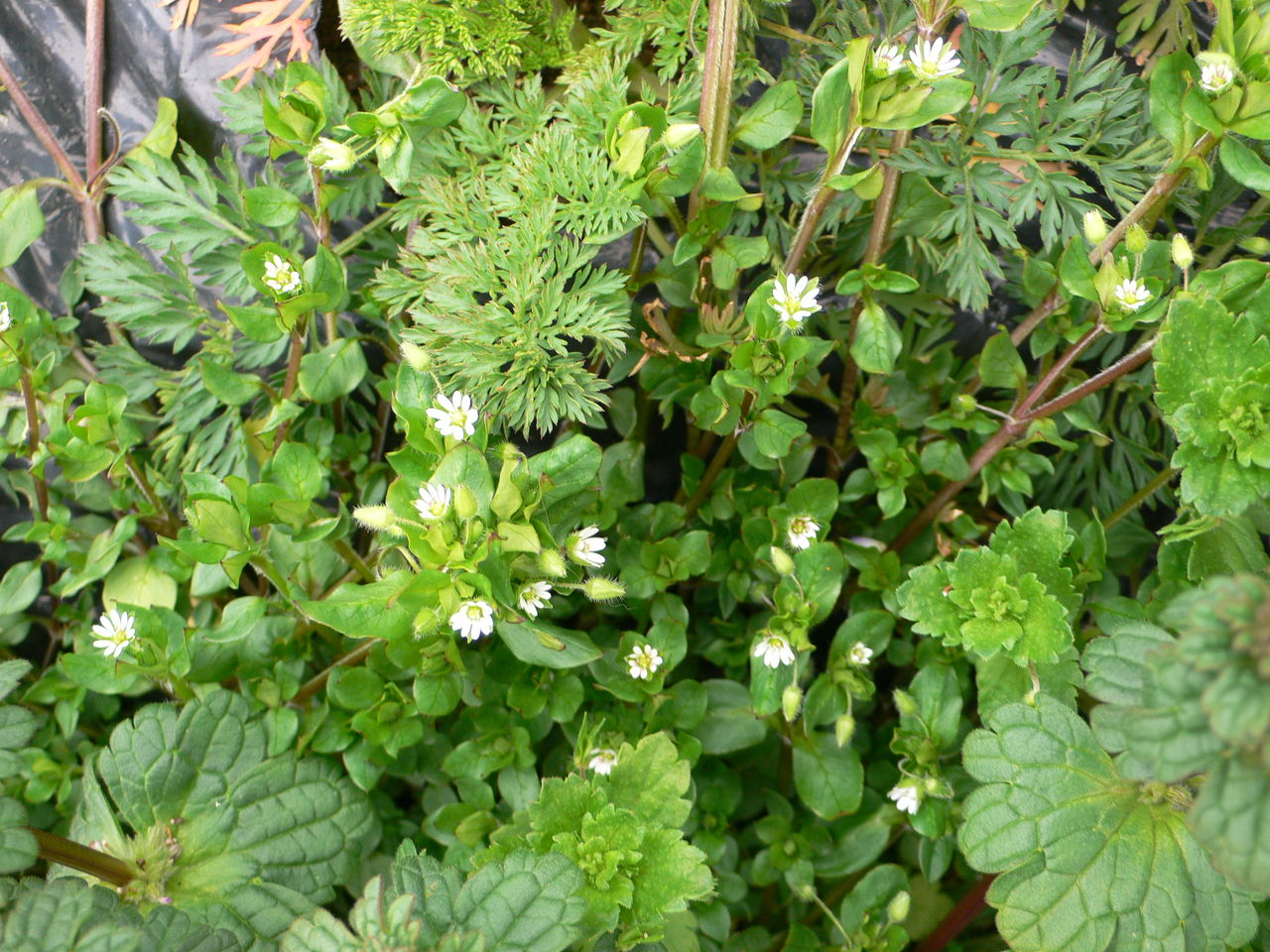 我が家の植物たち 116 ハコベ 田舎暮らしと黒潮ライフ 我が家の植物たち 116 ハコベ 田舎暮らしと黒潮ライフ