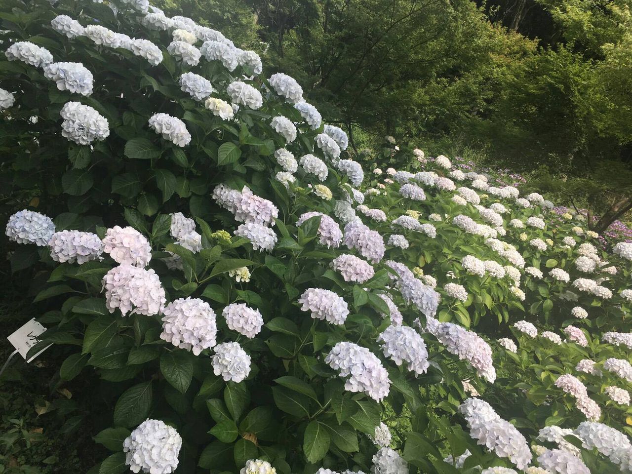 田舎暮らしと黒潮ライフ 和歌山県植物公園緑化センター Livedoor Blog ブログ