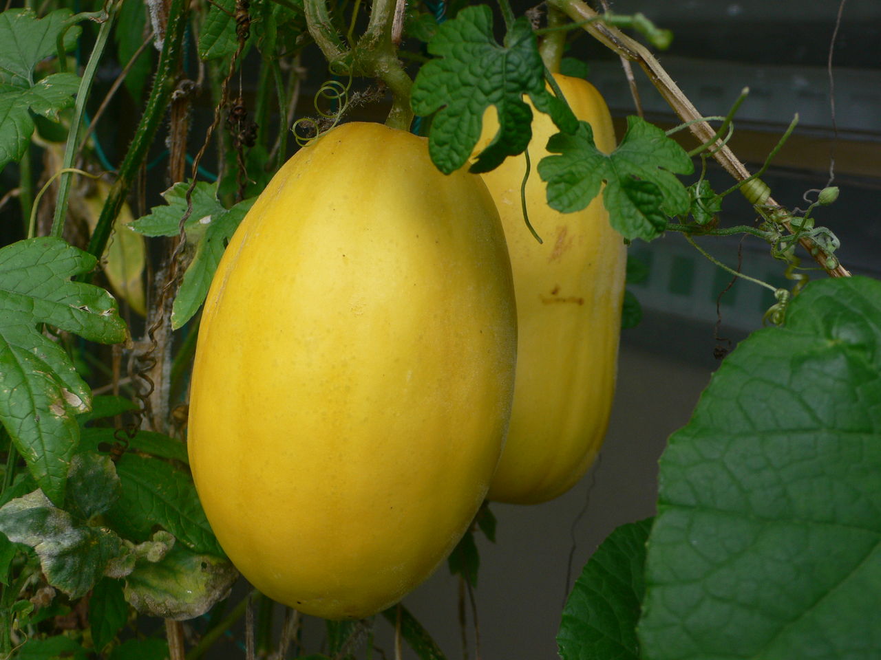 我が家の植物たち １４３ マクワウリ 田舎暮らしと黒潮ライフ