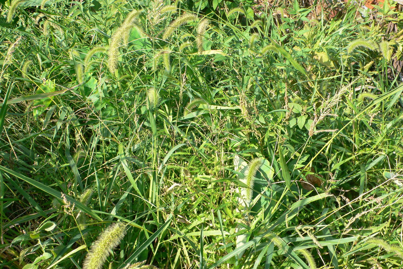 我が家の植物たち ２８４ キャンディミント 田舎暮らしと黒潮ライフ