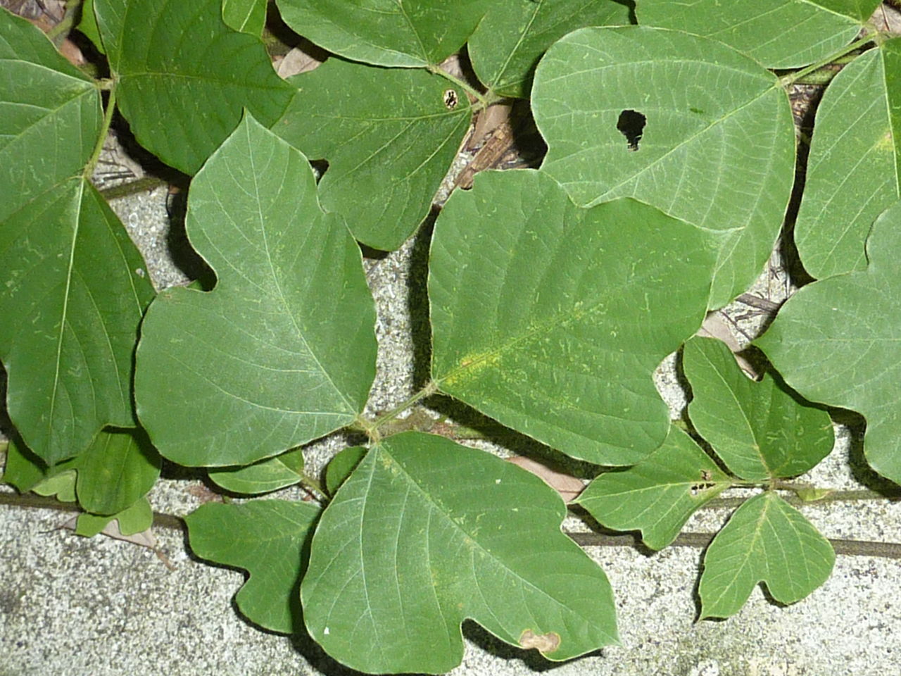 我が家の植物たち １４７ クズ 田舎暮らしと黒潮ライフ