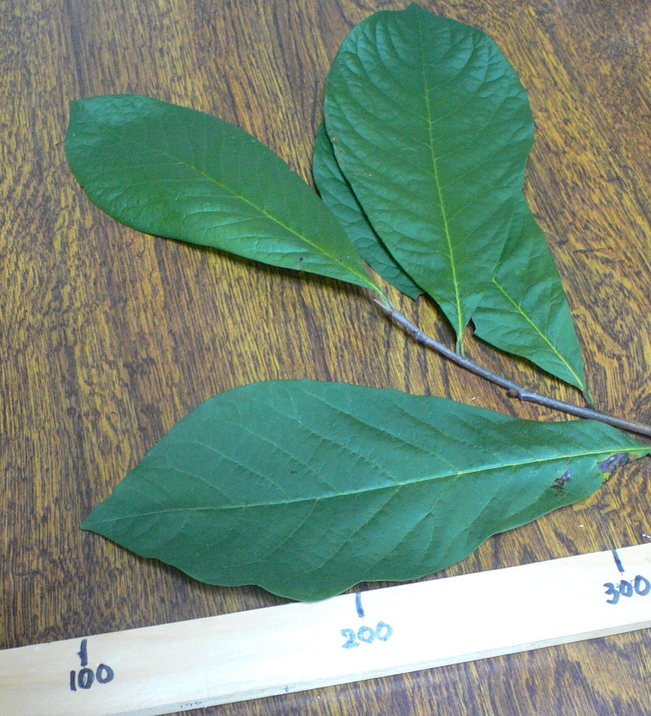 我が家の植物たち １４２ ポーポー 田舎暮らしと黒潮ライフ