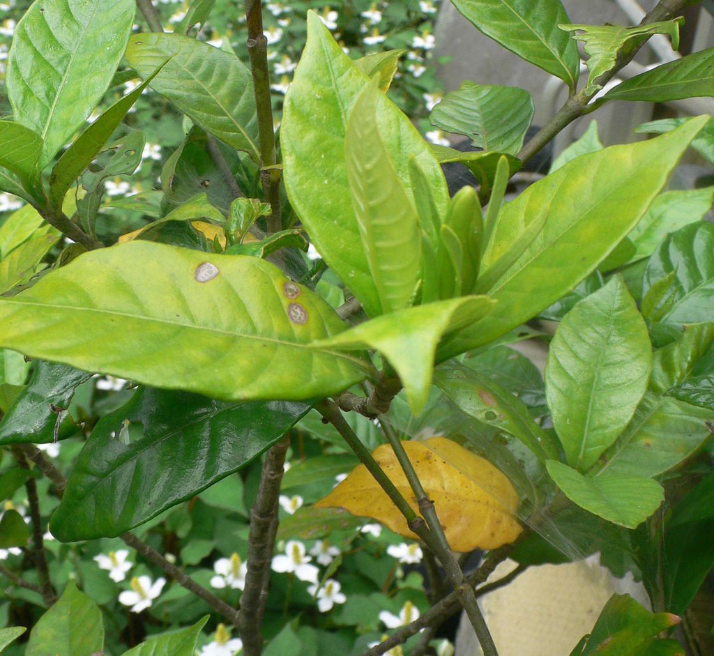 我が家の植物たち 133 クチナシ ツバメ 田舎暮らしと黒潮ライフ 我が家の植物たち 133 クチナシ ツバメ 田舎暮らしと黒潮ライフ