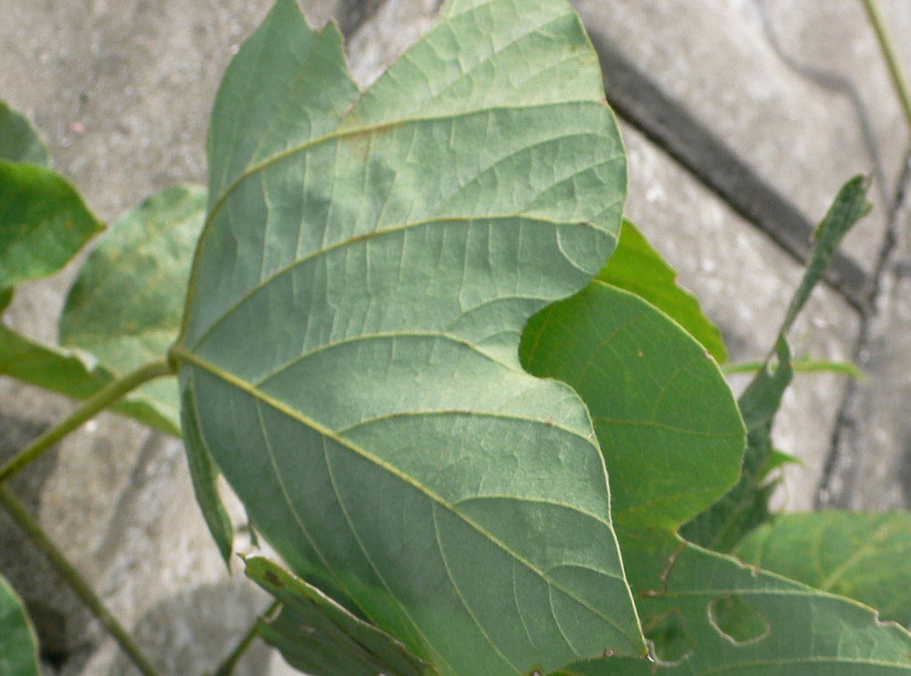 田舎暮らしと黒潮ライフ : 我が家の植物たち（147） クズ - livedoor Blog（ブログ）