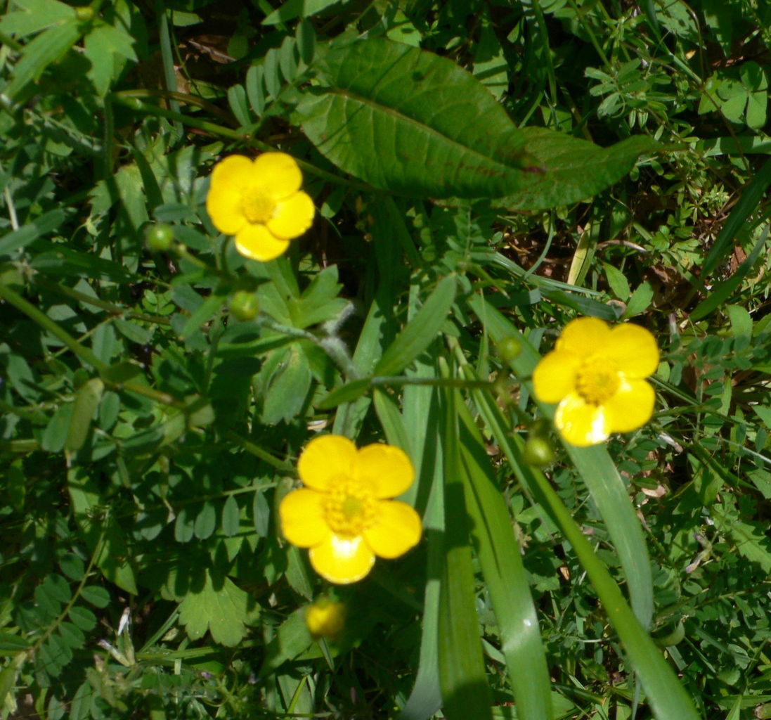 我が家の植物たち １２５ ウマノアシガタ 田舎暮らしと黒潮ライフ