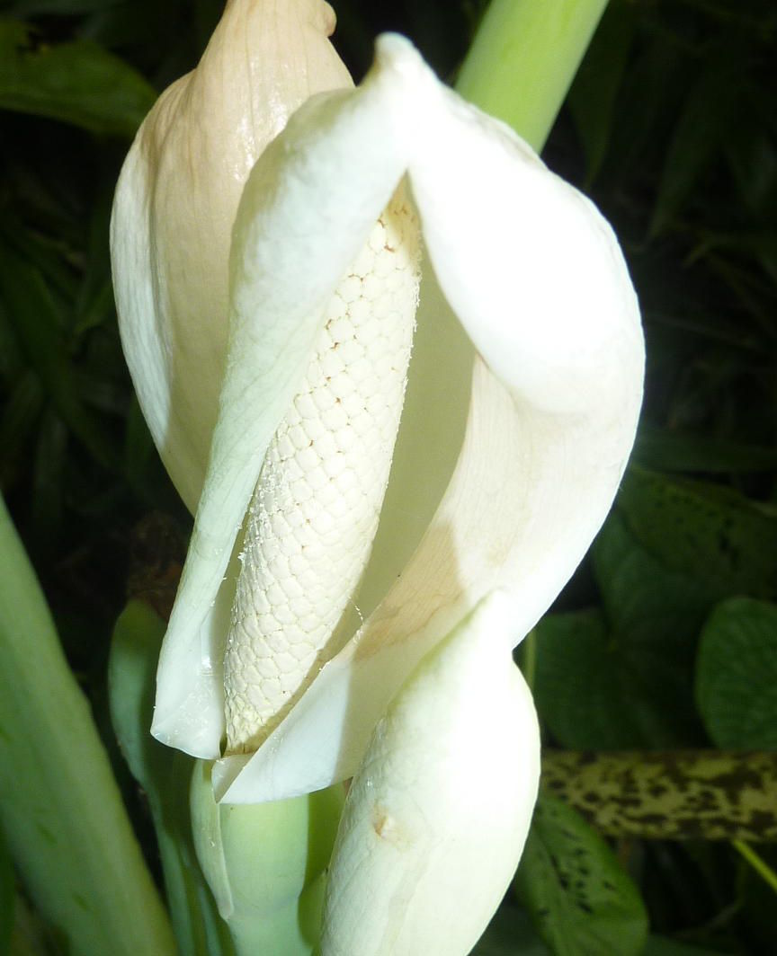 我が家の植物たち １８８ ハスイモ 田舎暮らしと黒潮ライフ