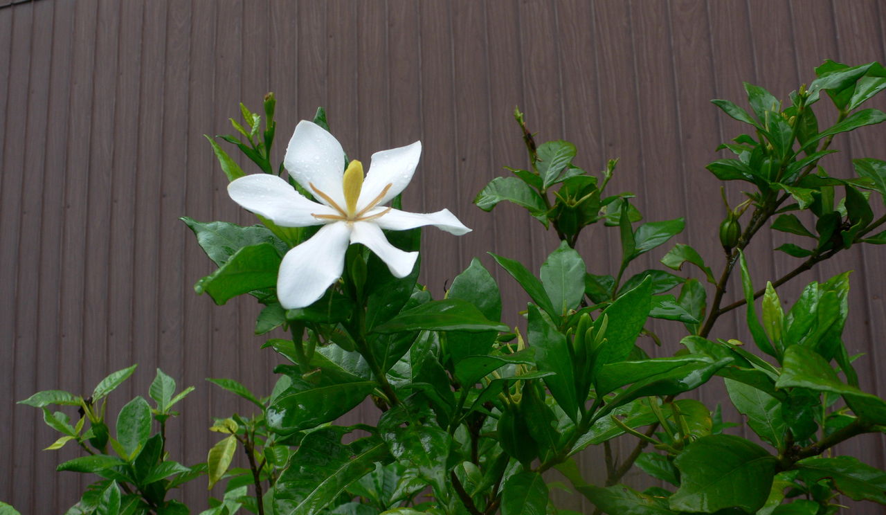 我が家の 1 クチナシの花 田舎暮らしと黒潮ライフ 我が家の 1 クチナシの花 田舎暮らしと黒潮ライフ