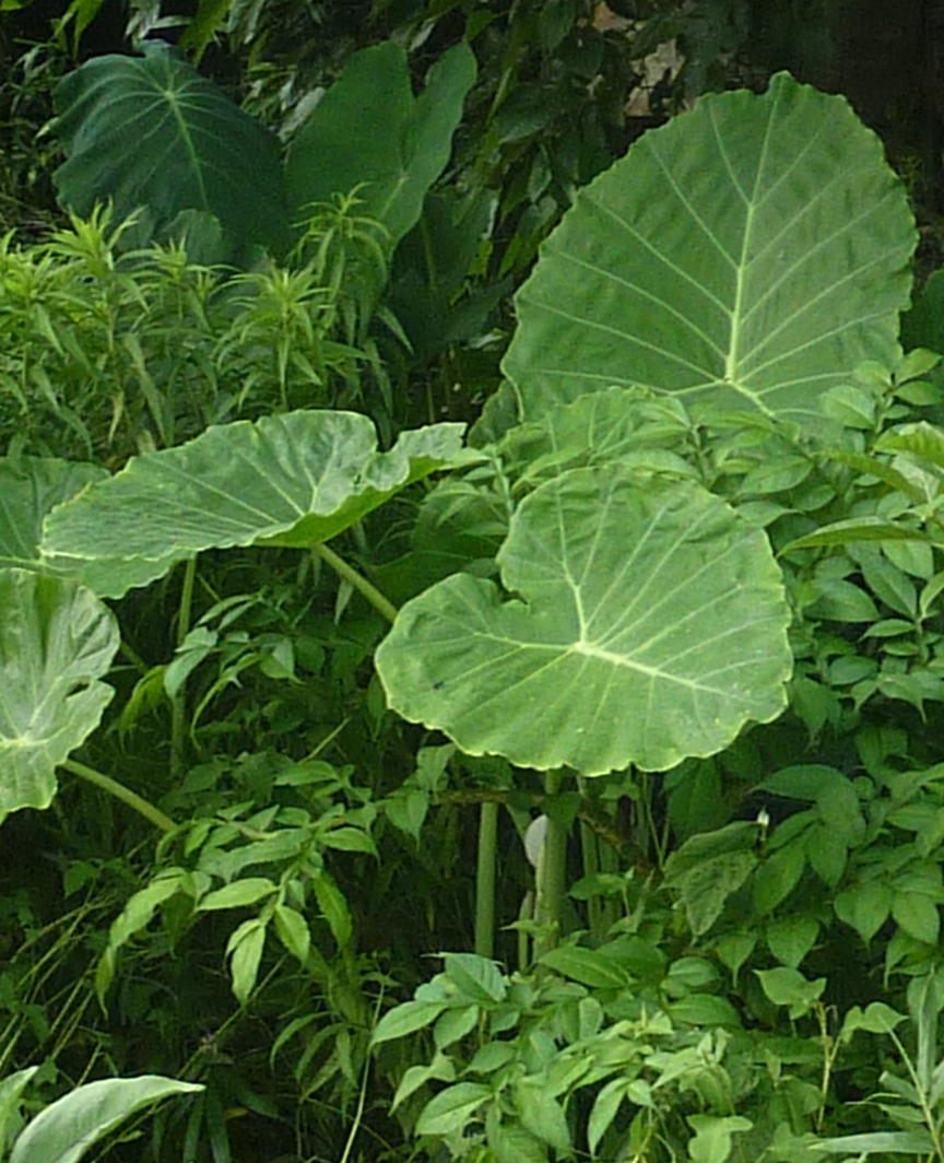 我が家の植物たち １８８ ハスイモ 田舎暮らしと黒潮ライフ