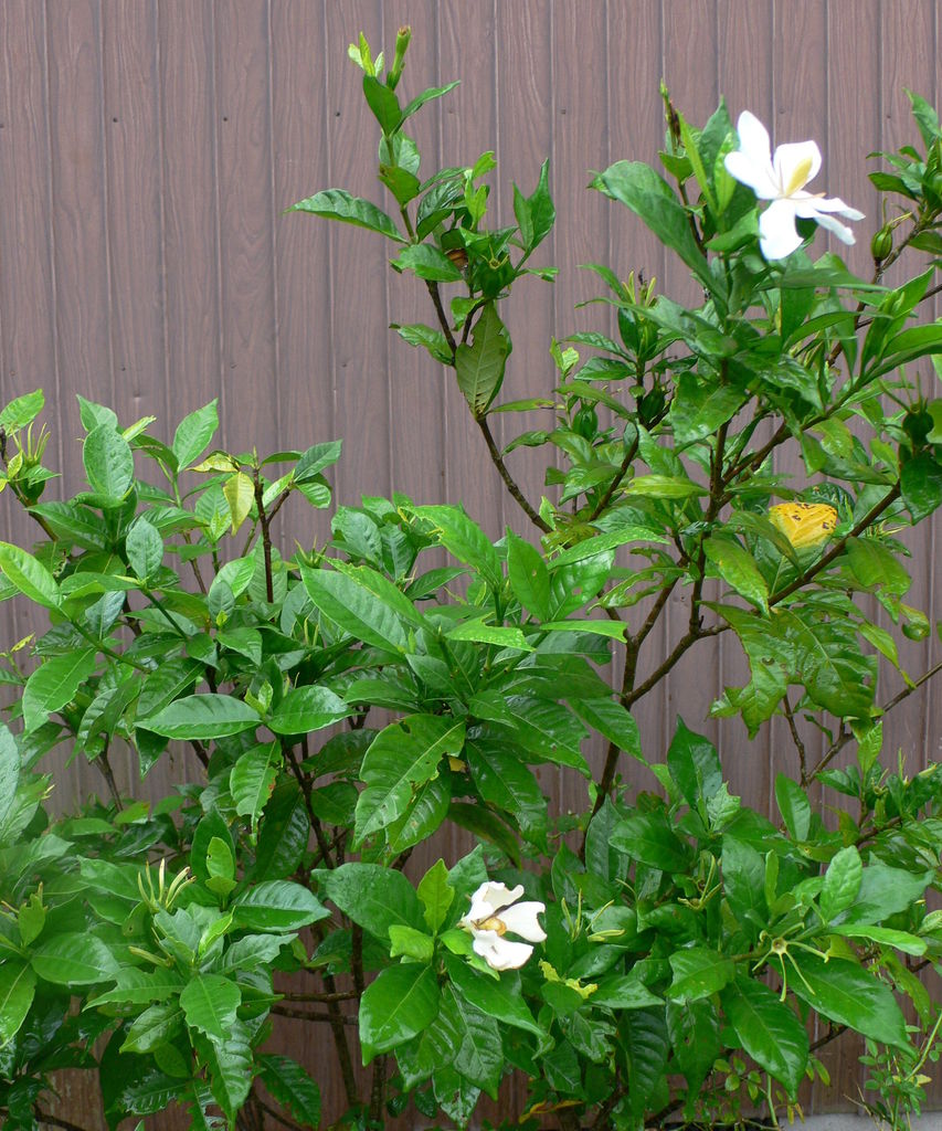 我が家の 1 クチナシの花 田舎暮らしと黒潮ライフ 我が家の 1 クチナシの花 田舎暮らしと黒潮ライフ