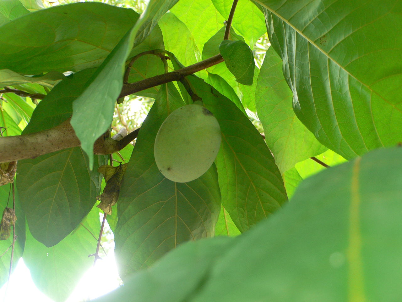 我が家の植物たち １４２ ポーポー 田舎暮らしと黒潮ライフ