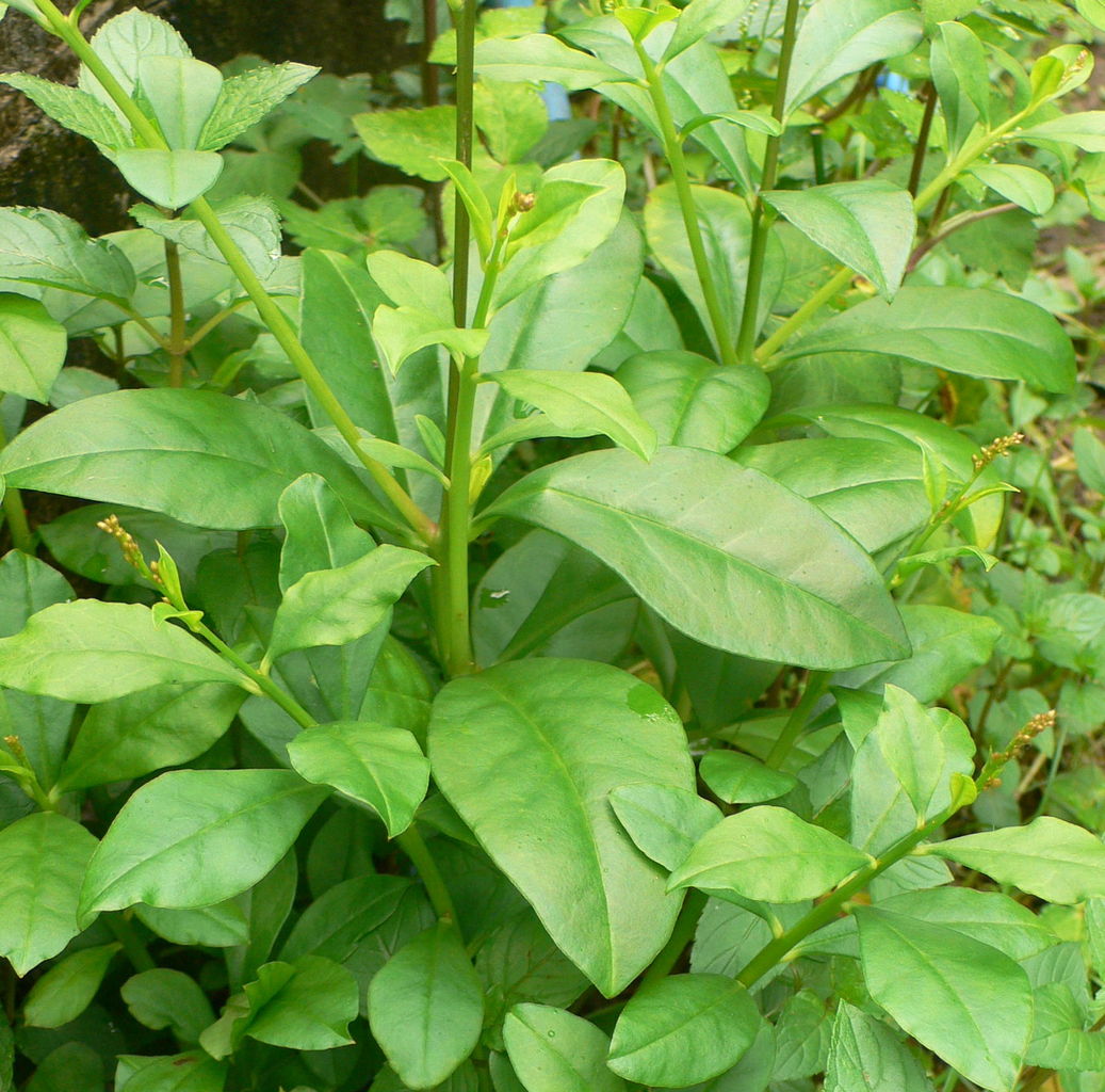 我が家の植物たち ８９ ハゼラン 田舎暮らしと黒潮ライフ