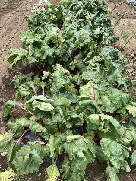 �ӡ�����