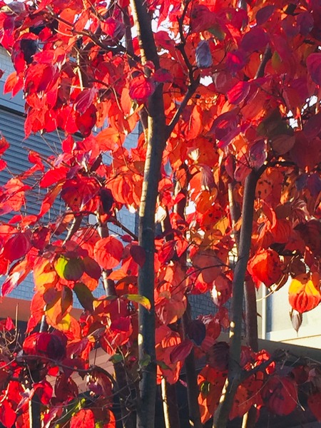 0650FFC8-CAC7-413B-B6FE-BA70D8BE2561