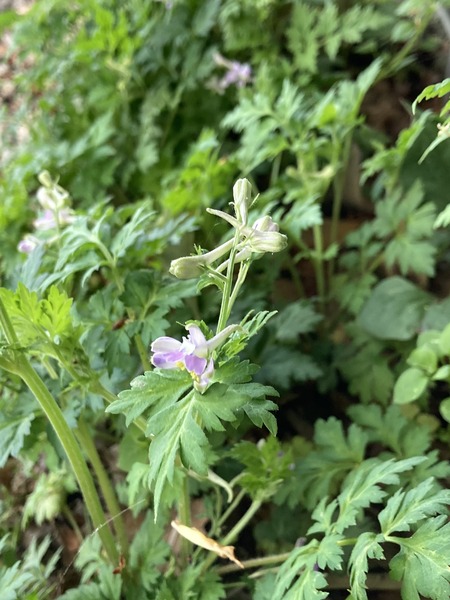 �ҥ��󥽥���������