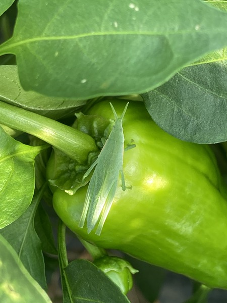 �ԡ��ޥ�ȥ��祦��祦�Хå�