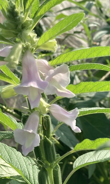 �����ޤβ�