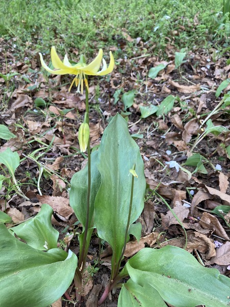 �����Υ�������