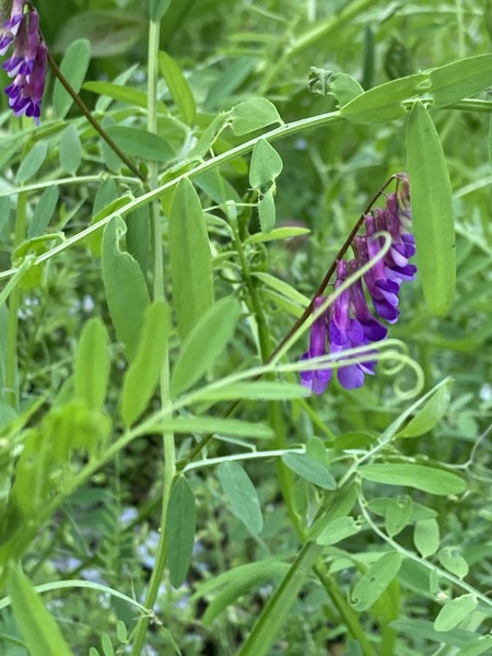 �ʥ襯���ե�