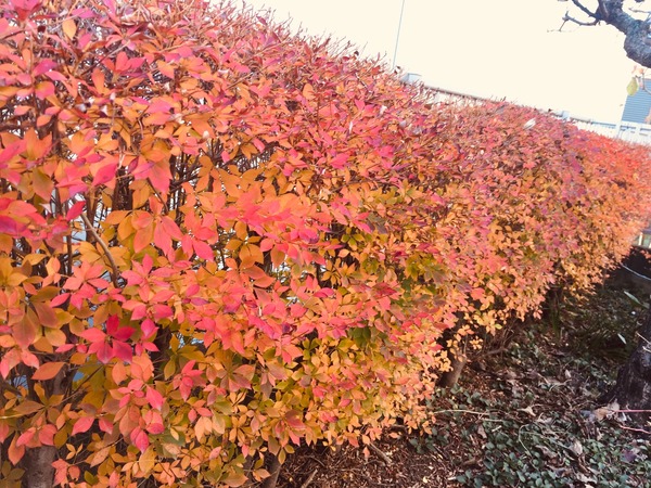 25E96337-FED2-45B5-B90C-97DC52295EF1