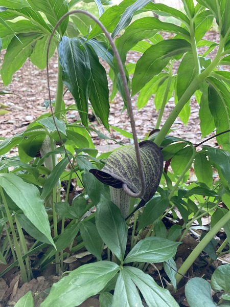 ���饷����