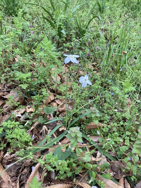 �֥롼�Υϥʥ˥�