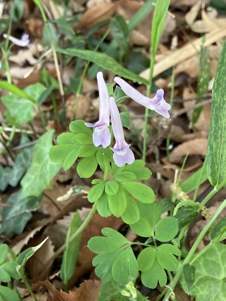 �������ܥ����󥴥���