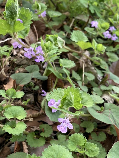 �����ɥ���