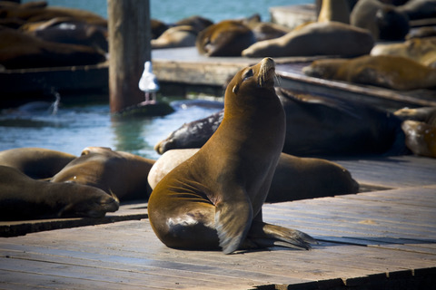 ve-may-bay-di-san-francisco (1)