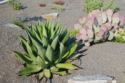 ve-may-bay-di-raleigh-bac-carolina-24 ve-may-bay-di-raleigh-bac-carolina-24