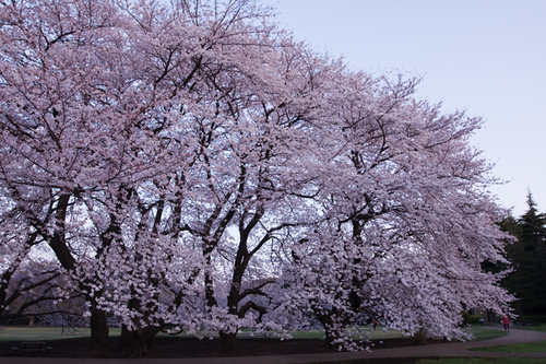 桜満開