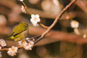 割とOK鳥写真2