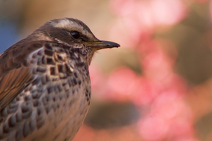 割とOK鳥写真5