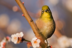 割とOK鳥写真3