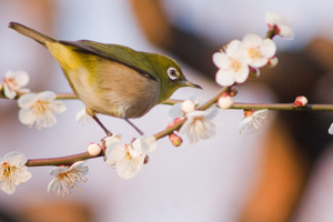 割とOK鳥写真1