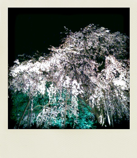 妙法寺の夜桜
