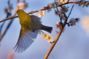 割とOK鳥写真4