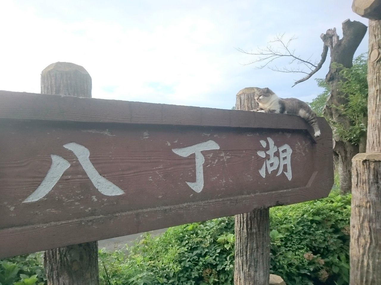 八丁湖 ねこ 比企 奥武蔵cycle情報局