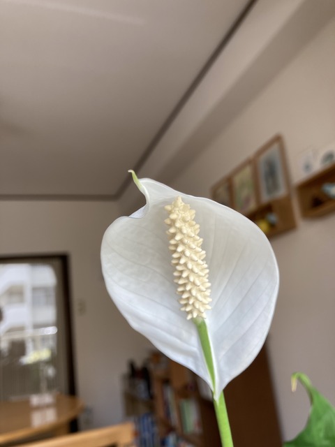 EEBD305D-ACD0-49AC-AFA1-AAE60F4F26EE