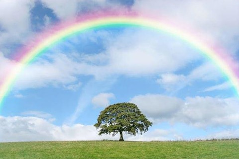 木と虹