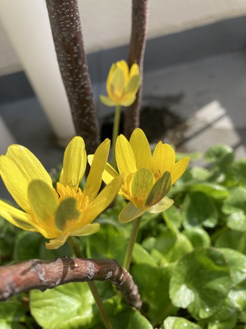 A7606D39-5F33-4E83-BC9A-EE2F98C2D2AF